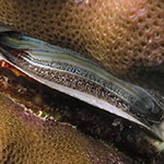 Pedum spondyloideum